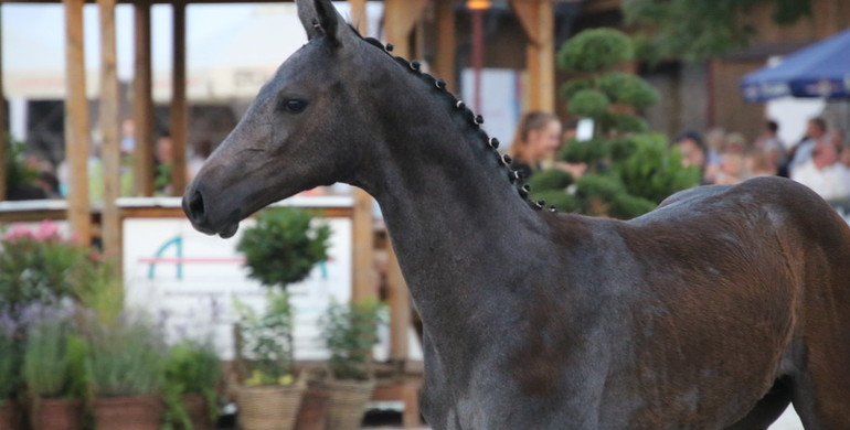 Tonight: DON VHP Z foal in the auction