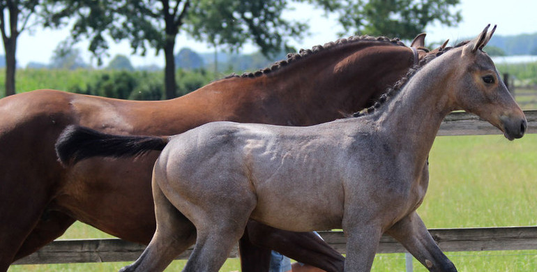 Unseen chance to purchase future jumping quality in the two foal collections of Auction Twinkeling this weekend