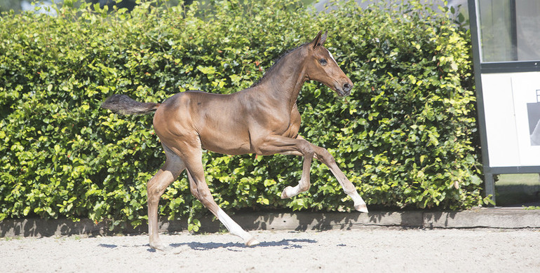 Current sport successes reflect quality of the Elite Auction Borculo’s foal collection