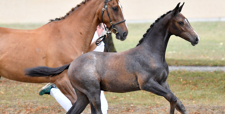 Danish Warmblood Elite Foal Auction: Immaculate collection of show jumping foals