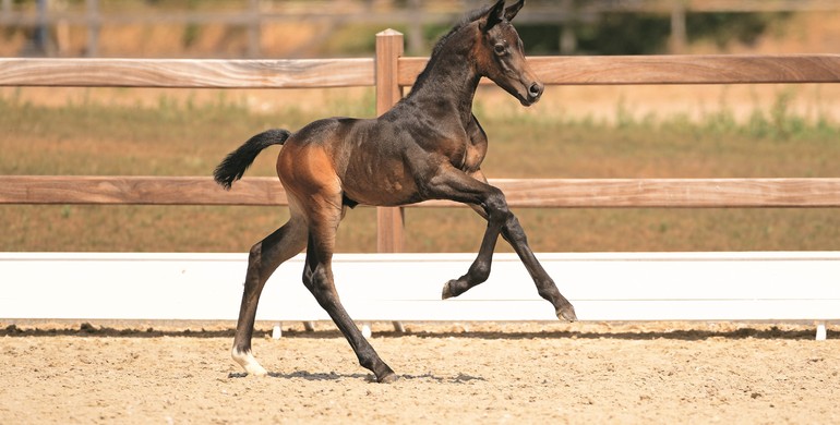 Holsteiner Foal Auction Sale: From Casall to Van Gogh