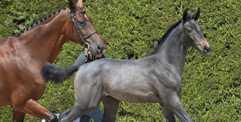The 'Horseman Elite Auction’: Offering the very best of Belgium