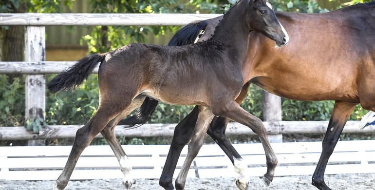 Global interest for August online foal auction of Paul Schockemöhle