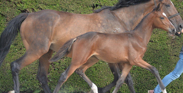 The 'Horseman Online Auction’: A unique opportunity to buy exclusive pearls from the breeding world of top showjumping