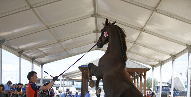 Images | World Equestrian Games horse inspection