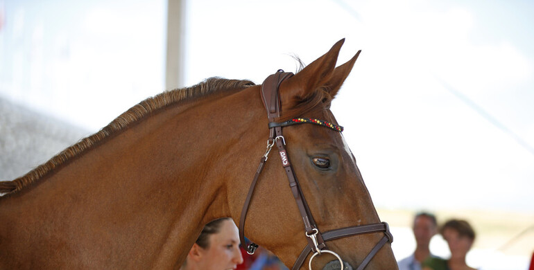 All horses pass the final horse inspection at the FEI World Equestrian Games 2018