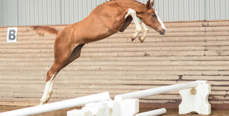 The Swedish Warmblood Association presents its 2018 collection of elite foals