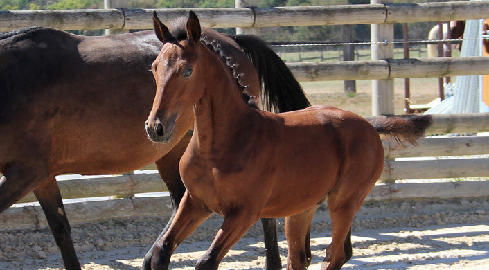 Discover the catalog of the next Ekestrian Elite Auction – October 29th & 30th