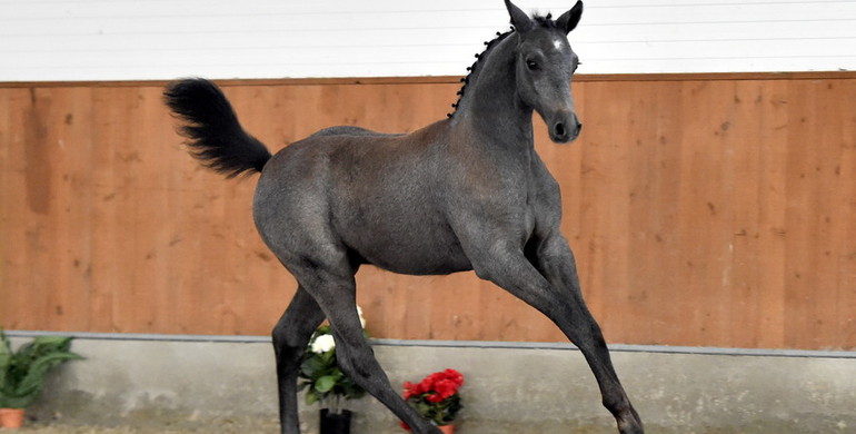 Danish Warmblood World Cup Foal Auction: Exclusive collection of show jumping foals
