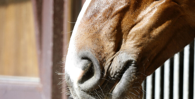 Update after the EHV-1 outbreak in Valencia: “The vets have been able to slow down the most serious cases”