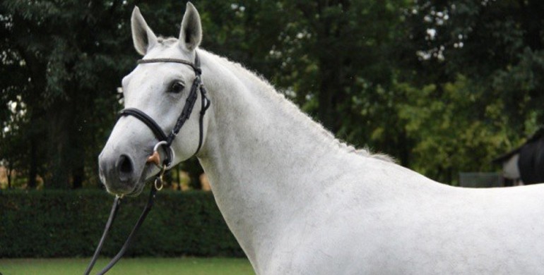 Nimmerdor x Cor de la Bryere, approved stallion by Cornet Obolensky and more for the November auction!