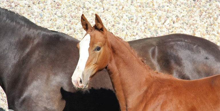 Discover the last lots of the Ekestrian Elite Auction of November!