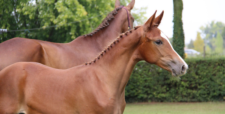 Just a few hours left to bid with Ekestrian! Up to 800€ discount on your next Elite purchases!