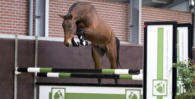 Brightwells Elite Show Jumping Auction 2018 presents State Premium Dakota & Kingston De L’Eau Z
