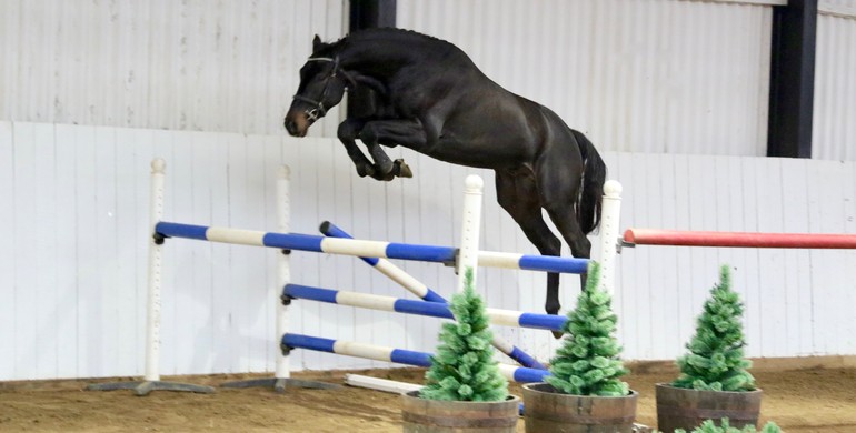 Brightwells Elite Show Jumping Auction 2018 presents Kyra B & Supermario
