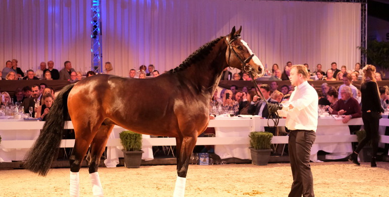 Holger Hetzel’s 14th International Sport Horse Sales: Record price for Dacantos by Dallas VDL