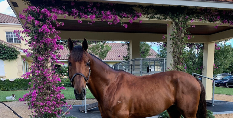 Georgina Bloomberg buys Australian-bred show jumper Tulara Colmine