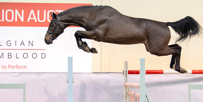 BWP Top Stallion Auction: Top studbook presents top stallions out of top dam lines