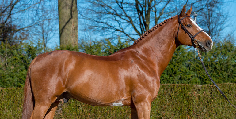 Stallion profile: Emerald van ’t Ruytershof headlines Euro Horse 2019 stallion collection