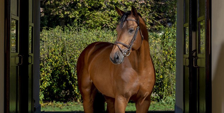 Stallion profile: Chaclot