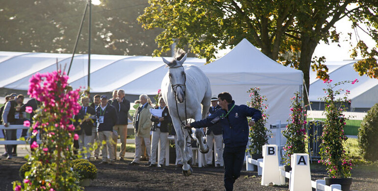 Images | The trot-up - part two