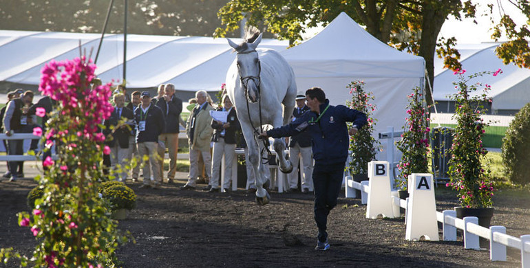 Images | The trot-up - part two