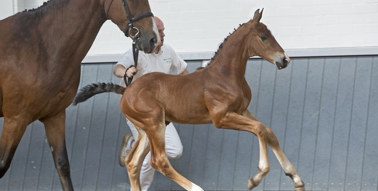 Genetic high-flyers define first Borculo Online Foal Auction’s collection