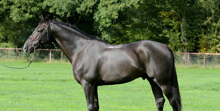 Billy Congo to retire from top level to concentrate on breeding career