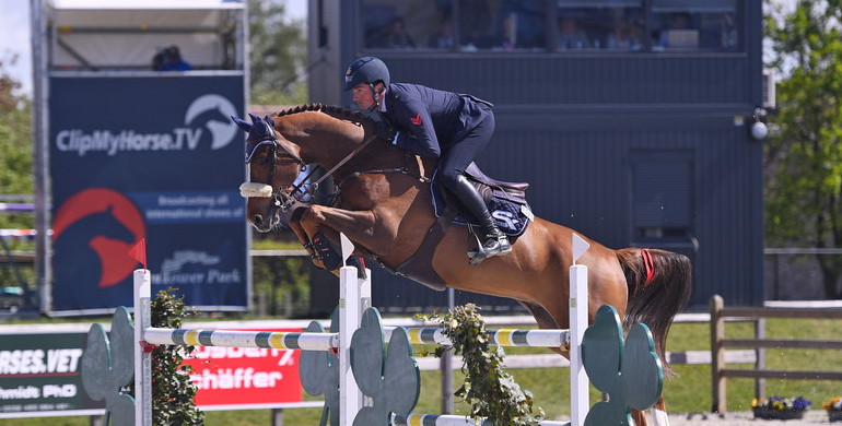 Amarit d’Amour joins his half-brother Cornet d’Amour at Stephex Stables
