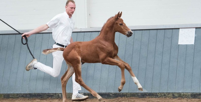Borculo CSI Foal Auction: Collection related to world-class horses Orient Express, Arrayan, Glasgow and Liberty