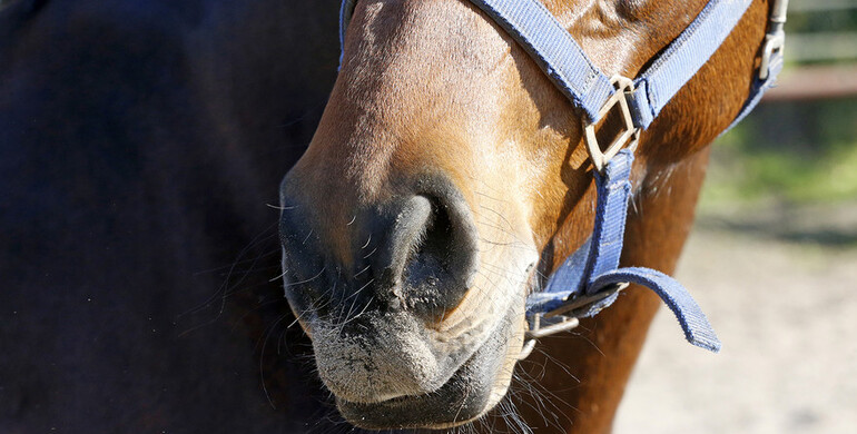 FEI Equine Prohibited Substances List: Call for suggestions by the List Group