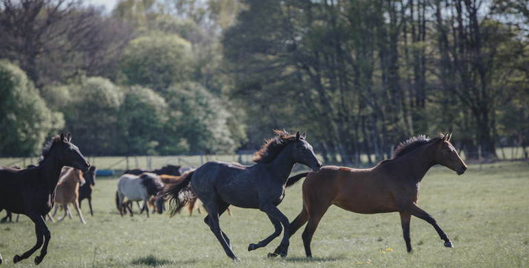 Peder Fredricson: “The longer you work with horses, the more you realize how important their health is and where it all begins”