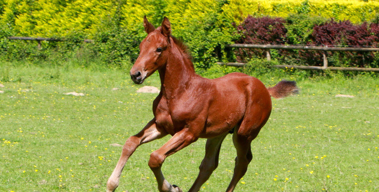 18th & 19th of June - Ekestrian Elite Auction - Get yourself a daughter of Usha Van’t Roosakker!