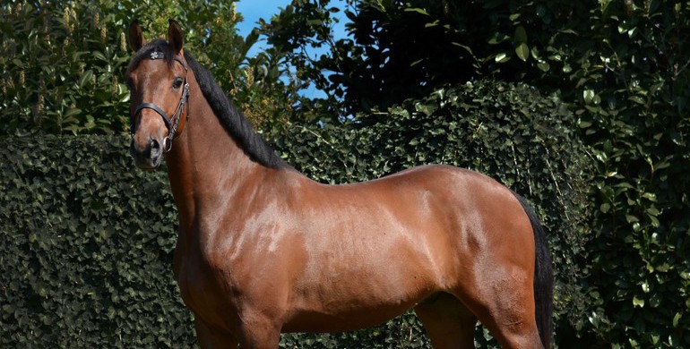 2019 Brightwells Auction presents Perlino Z