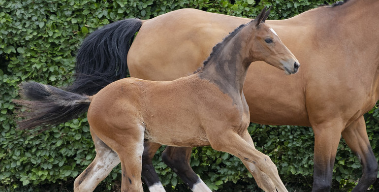 De Wolden Summer Sale: The start for many international stars