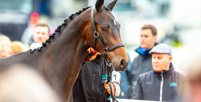 Equitop Bolesworth Young Horse Championship to Champion Equestrian Trade