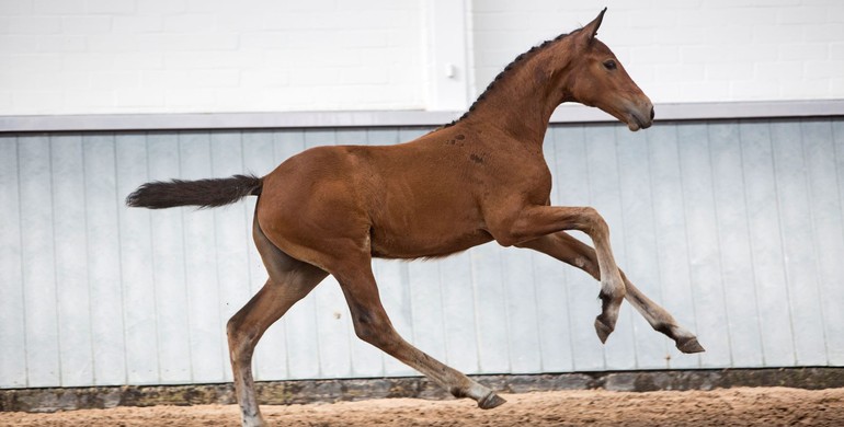 Spectacular showjumping foal collection adds lustre to Borculo Elite Foal Auction’s anniversary year