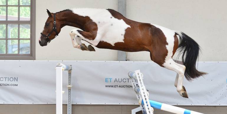ET Auction Mixed Summer Edition online: Embryos & young horses from the highest level