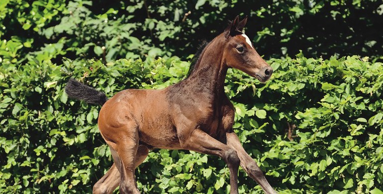 Breeders and riders may take their pick!