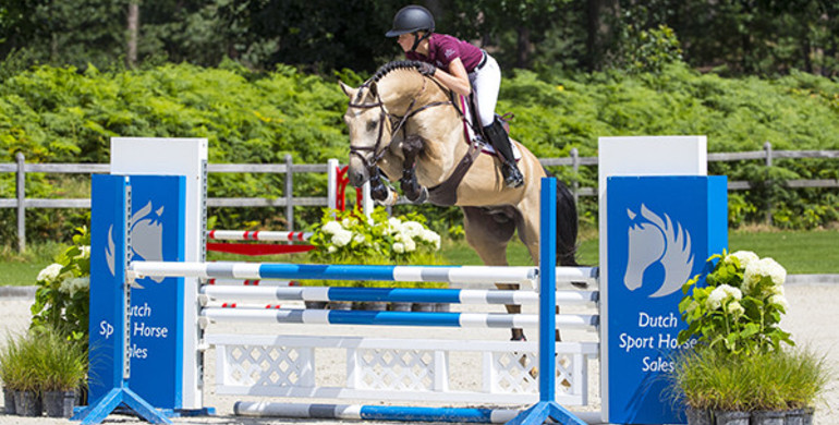 High hopes for 16th Dutch Sport Horse Sales collection