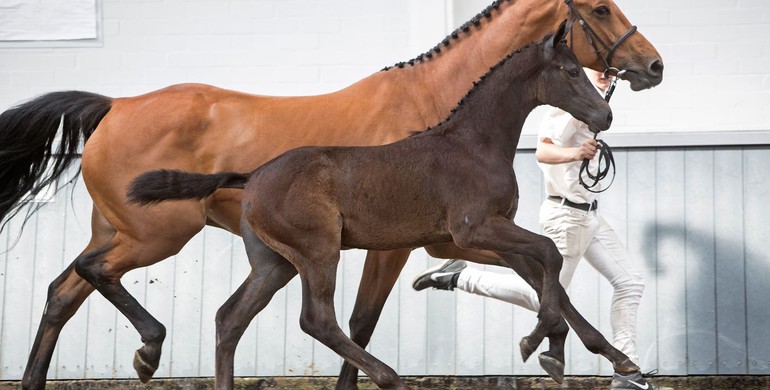 Iron-cast dam lines infused with Grand Prix performances form basis Borculo Elite Foal Auction’s showjumping collection