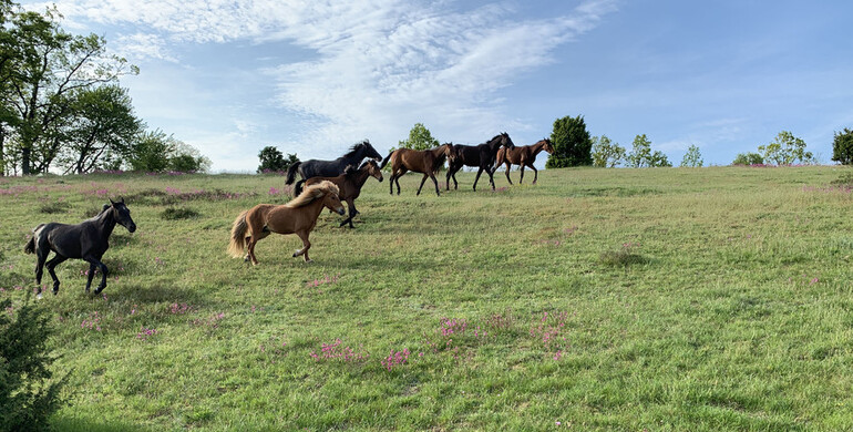 Peder Fredricson on the progress report from the Brösarp-project: “I think it’s the way to bring up young horses to become strong athletes”