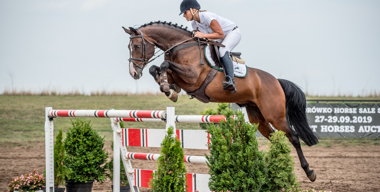 Sport Horses Auction at Baborówko Horse Sale Show