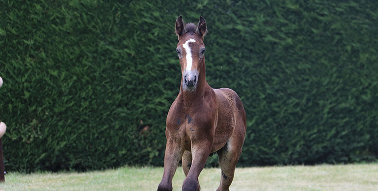 Ekestrian Elite Auction – 24th & 25th of September, 2019 – For the end of the summer, foals and embryos from exceptional lines are on the bill!