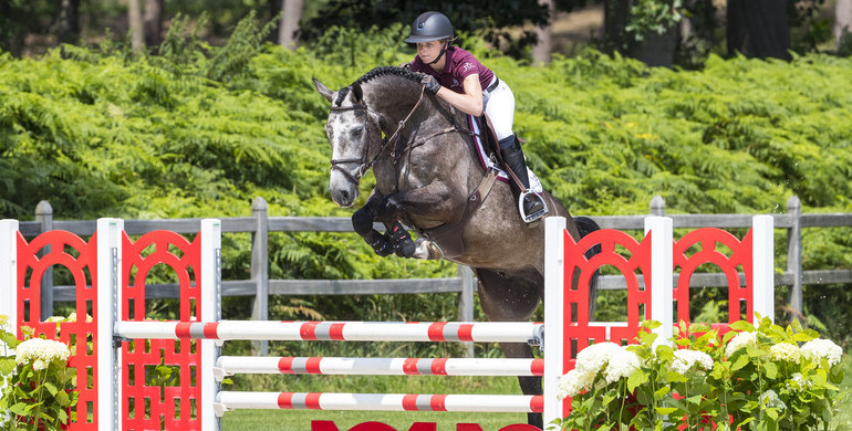 Invest in the future in the Dutch Sport Horse Sales