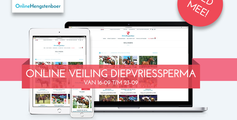 OnlineHengstenboer: Especially for breeders – simple and accessible covering with the most exclusive stallions