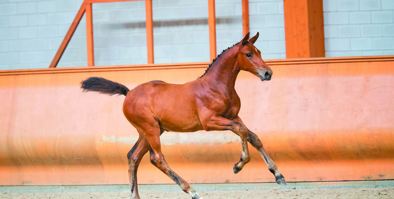 Next Monday 35 foals in Online Limburg Foal Auction