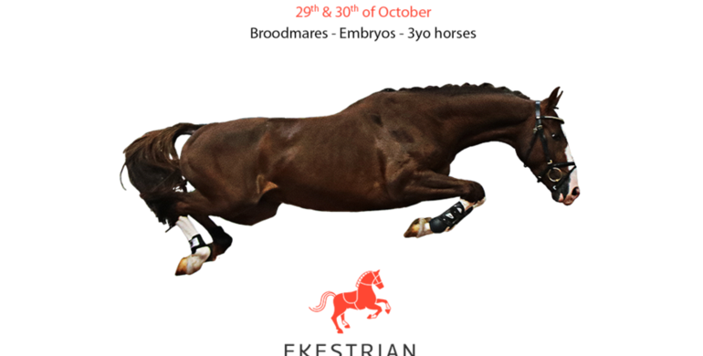 ¾ brother/sister of Explosion W, full brother of Nino des Buissonnets, unique brother/sister of Ilex VP, discover the new Ekestrian catalog now!