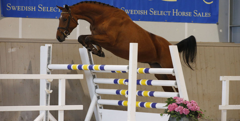 Swedish Select Horse Sales proudly presents 2019 years auction