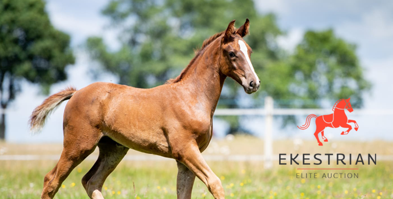 Ekestrian Showjumping – Online auction with NO reserve price – December 3rd & 4th!